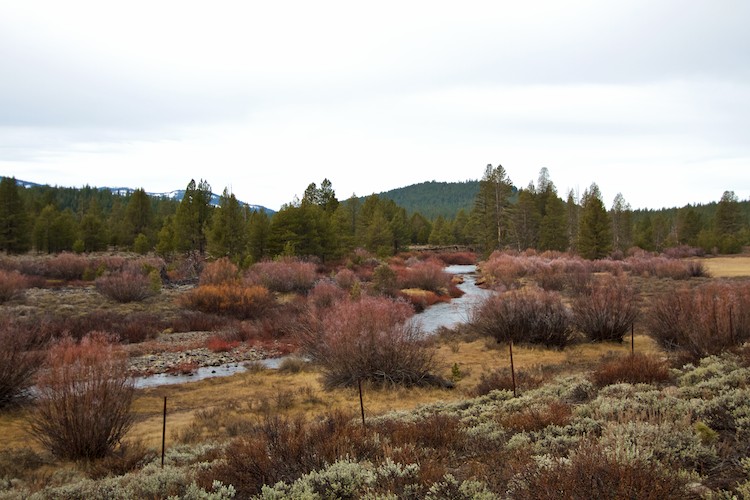 Reno landscape