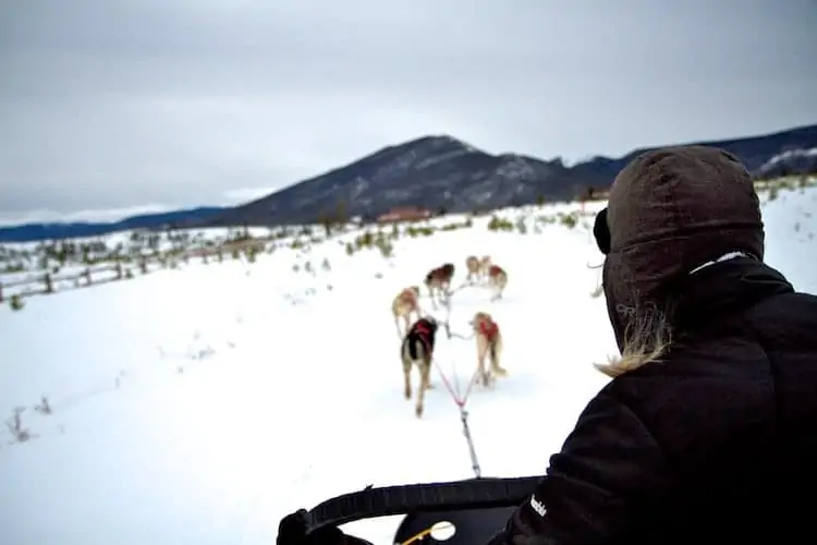 dog sledding in colorado