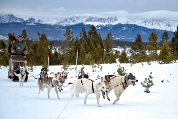 dogsledding whistler