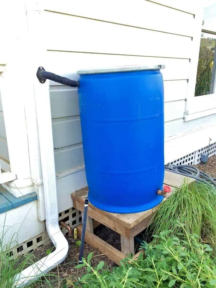 rain barrel (1)