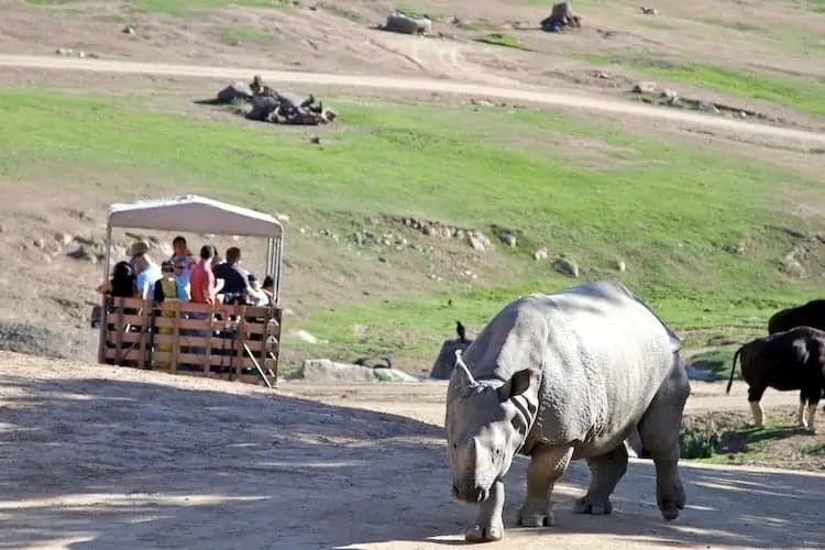 san diego zoo safari park 21