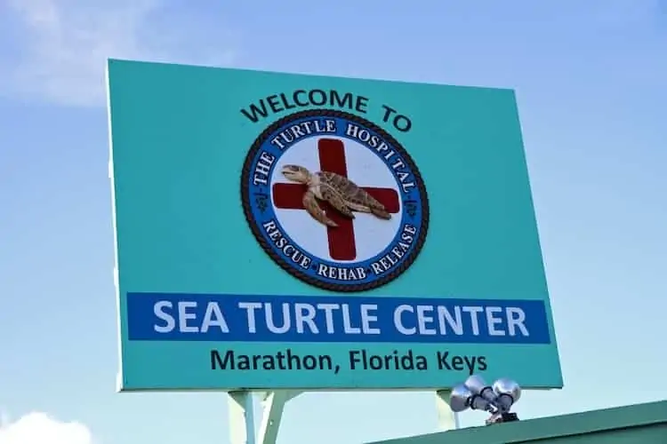 the turtle hospital 1