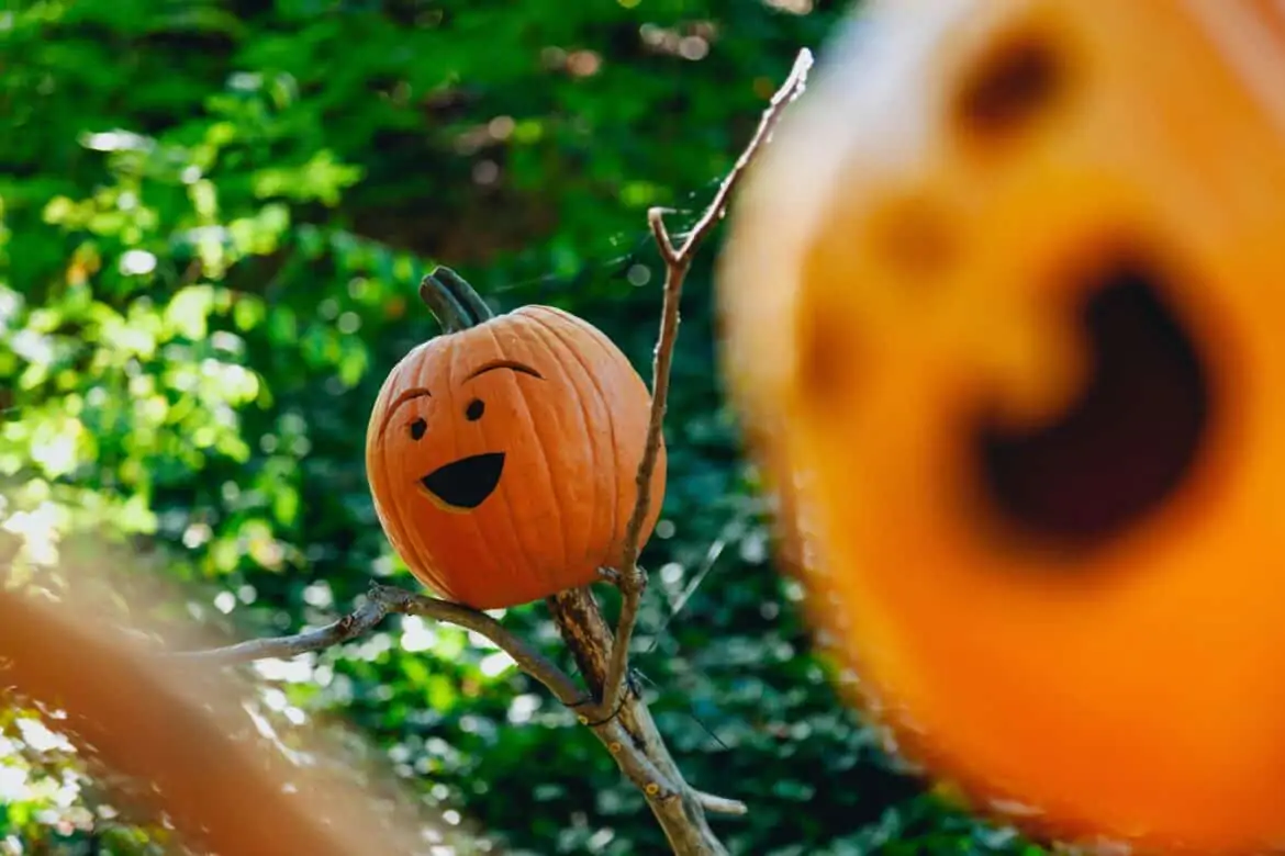 pumpkin crows