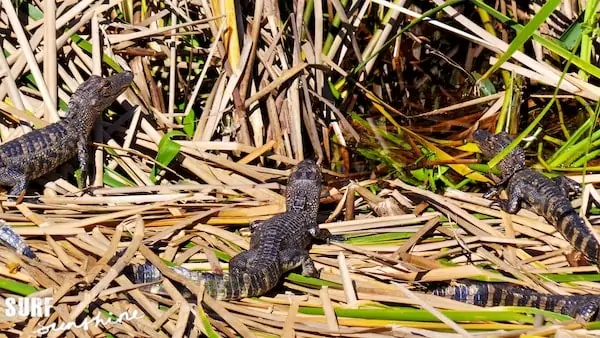 wild florida airboat rides