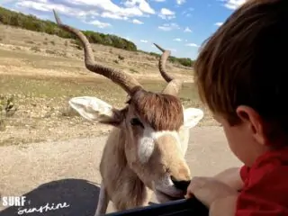 Natural Bridge Wildlife Ranch