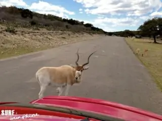 Natural Bridge Wildlife Ranch