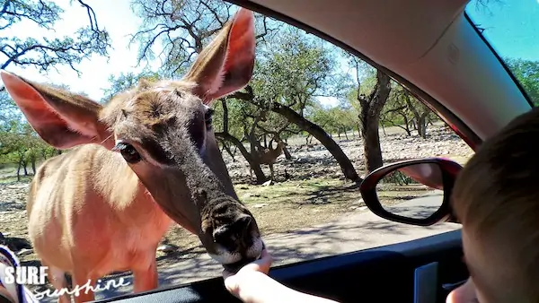 Natural Bridge Wildlife Ranch 2