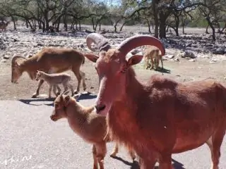 Natural Bridge Wildlife Ranch