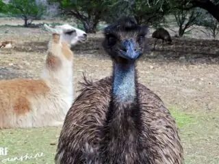 Natural Bridge Wildlife Ranch