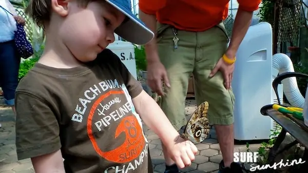 san antonio zoo butterfly exhibit