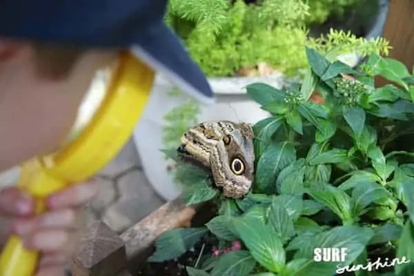 san antonio zoo butterfly exhibit