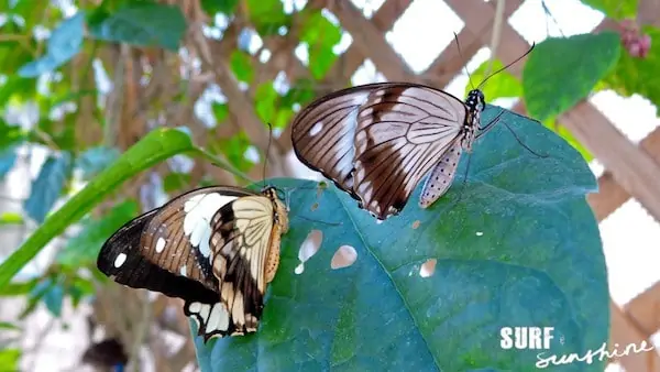 texas butterflies