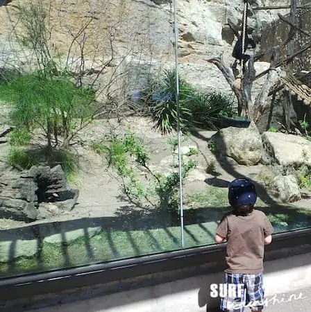 San Antonio Zoo 17