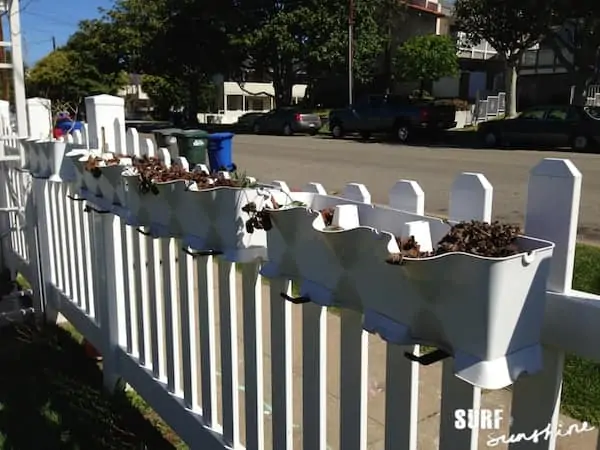 vegetable garden