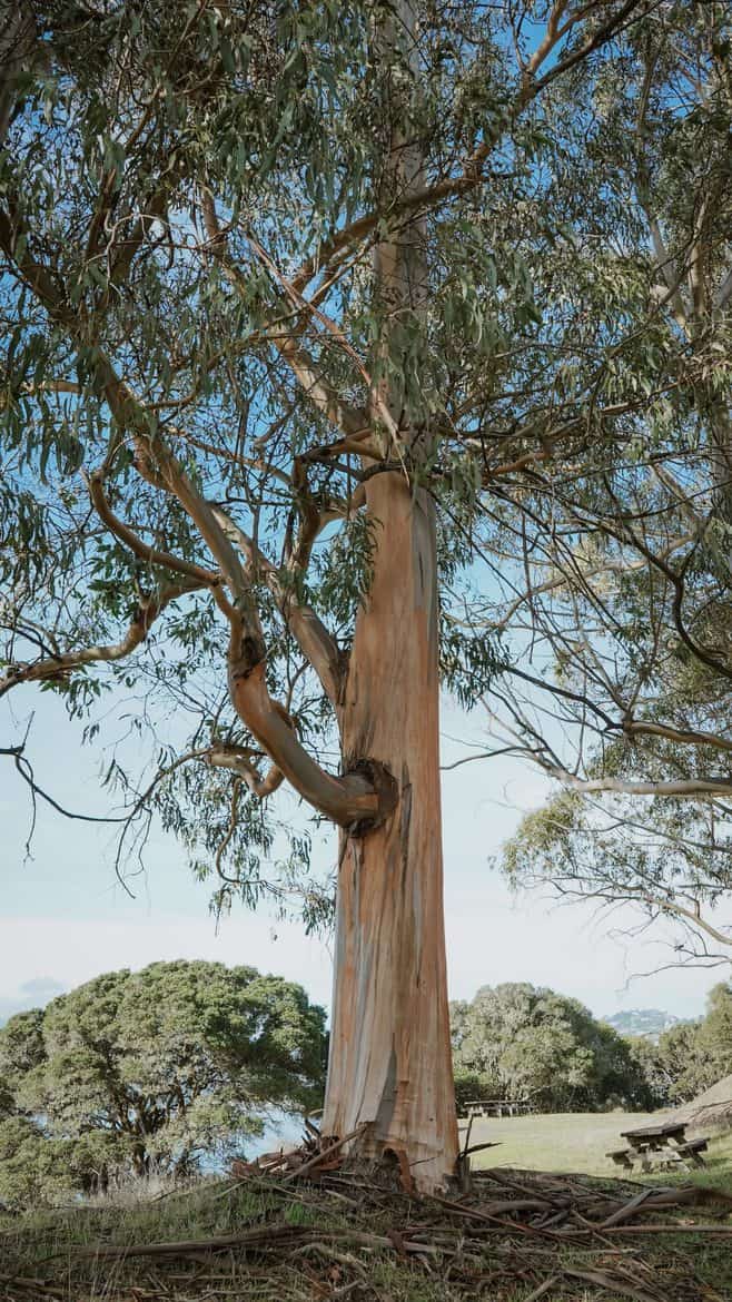 eucalyptus tree