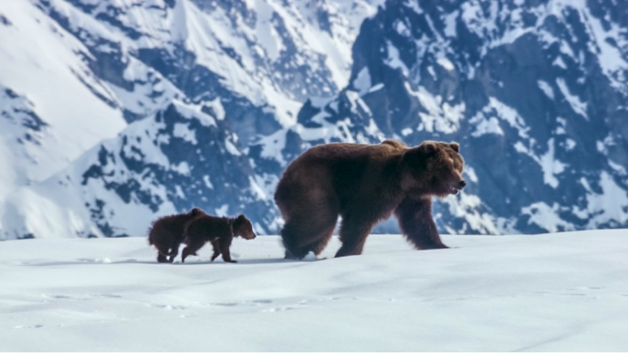 Disneynature bears