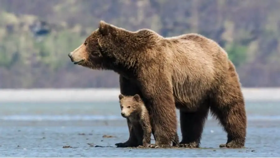 Disneynature bears