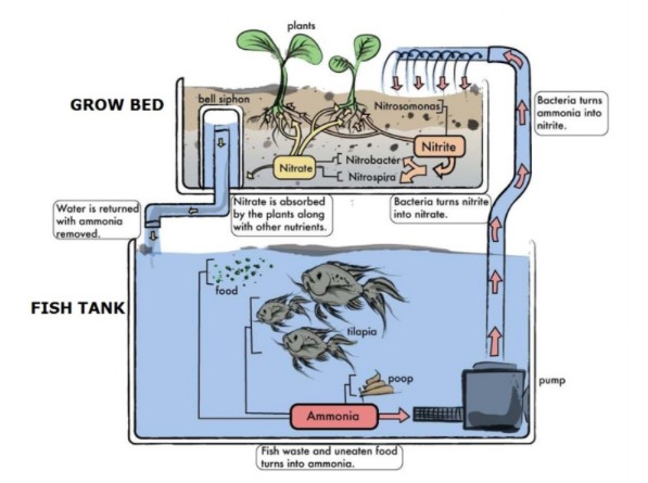 Aquaponics Diagram