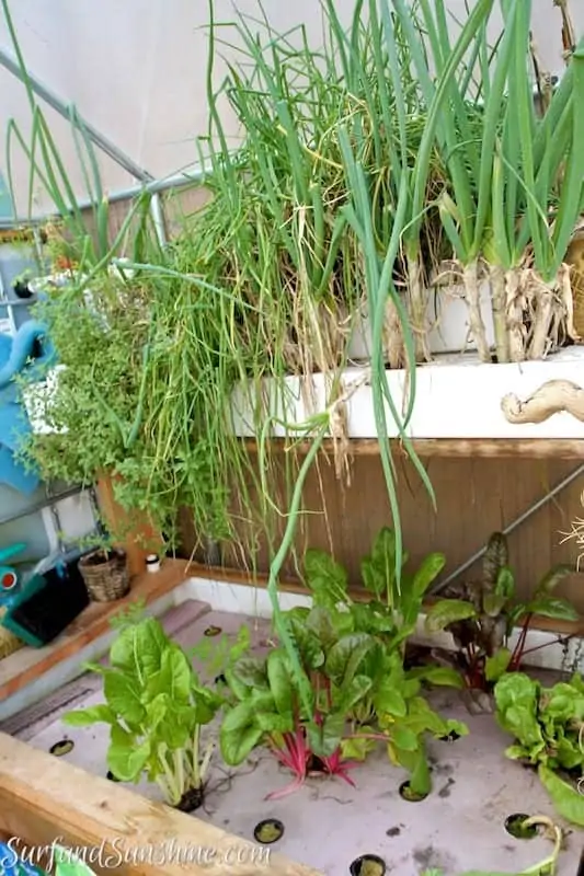 aquaponic gardening with fish 2