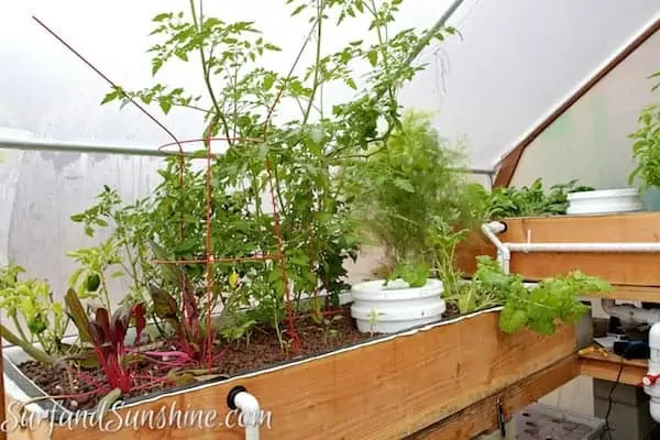 aquaponic gardening with fish 3