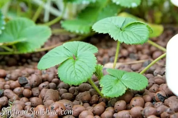 aquaponic gardening with fish