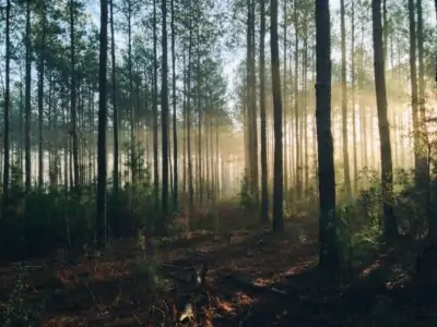 tall trees forest woods