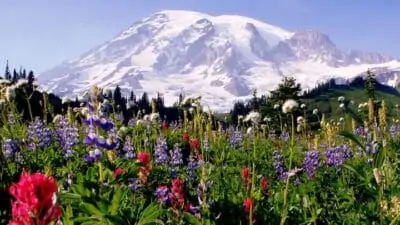 Mount Rainier