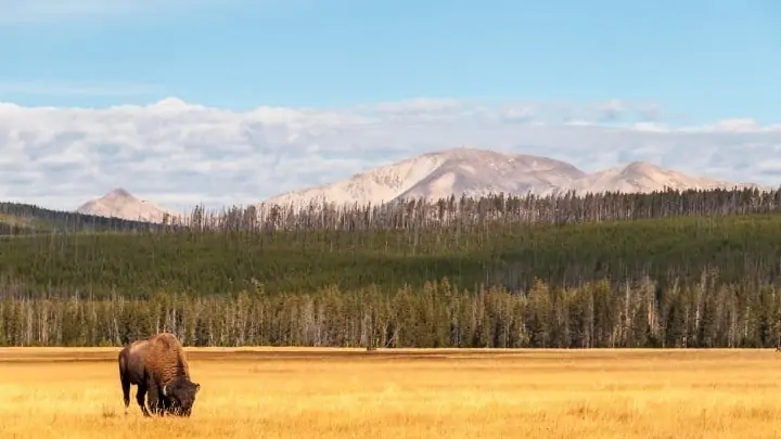 Yellowstone Bison