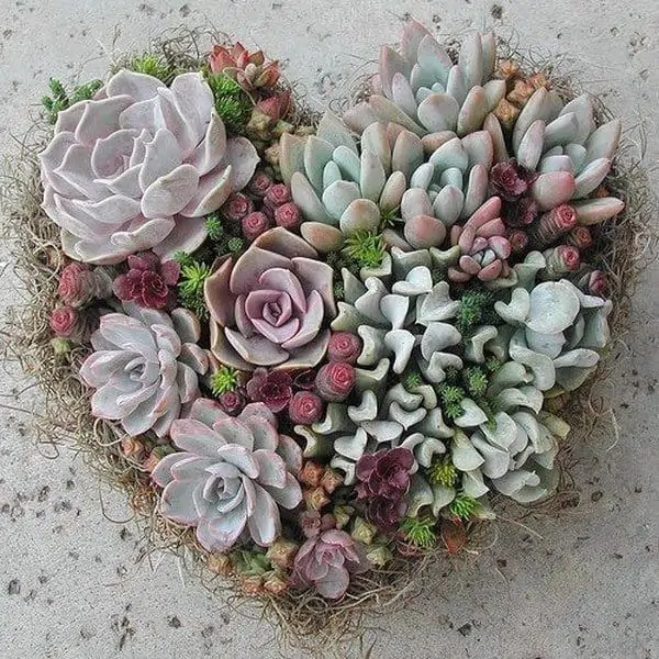 Indoor Succulent Projects