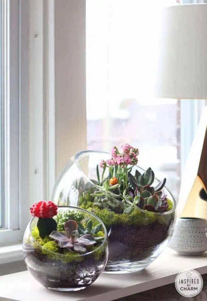 Indoor Succulent Projects