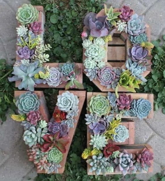 Indoor Succulent Projects