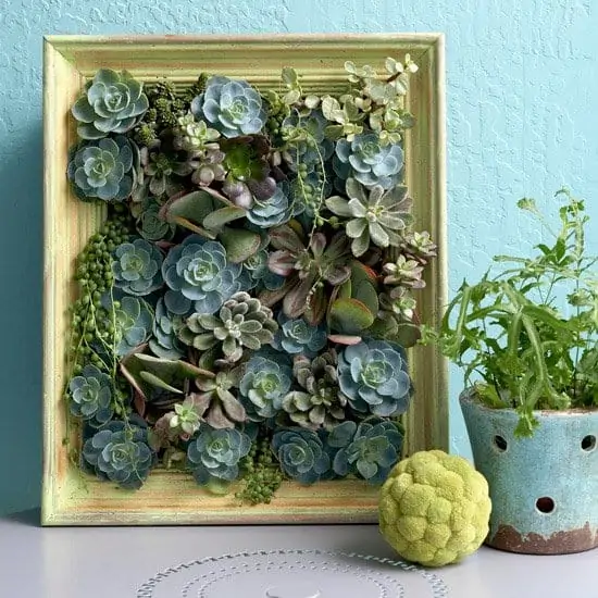 Indoor Succulent Projects