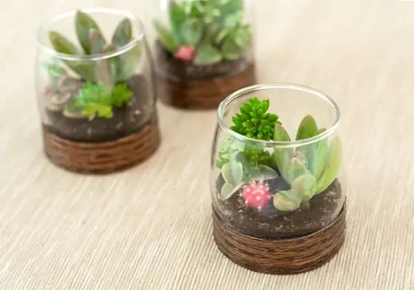 Indoor Succulent Projects