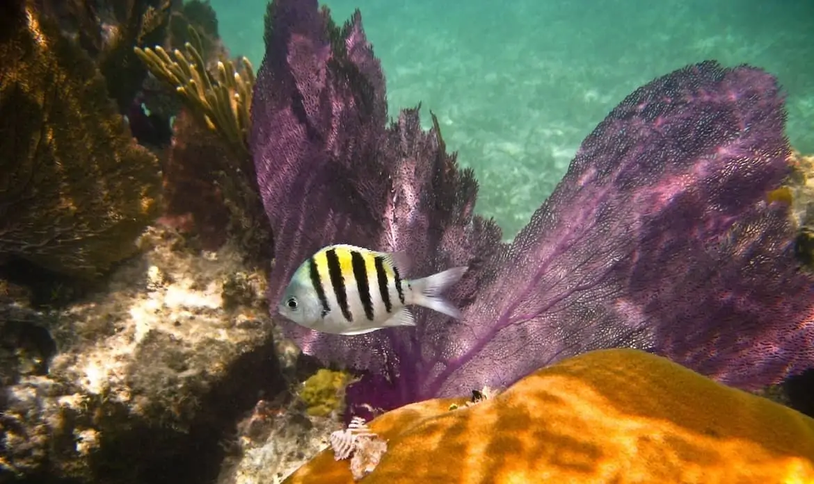 dry tortugas snorkeling