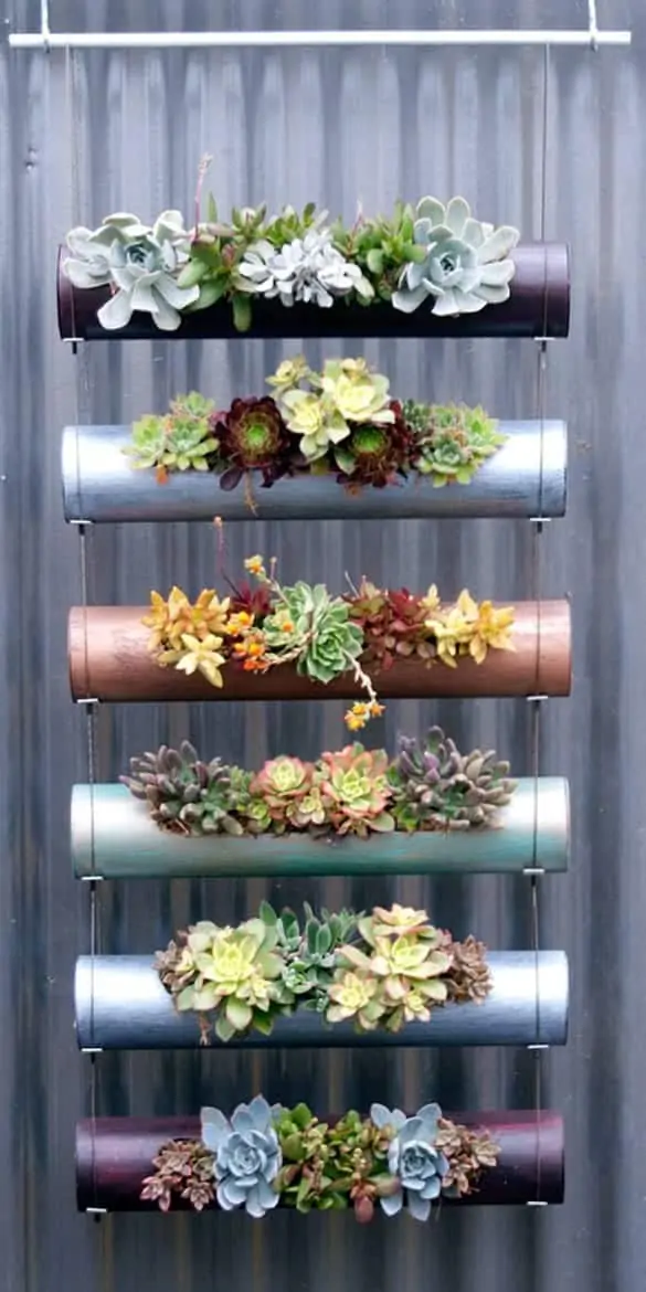 Indoor Succulent Projects