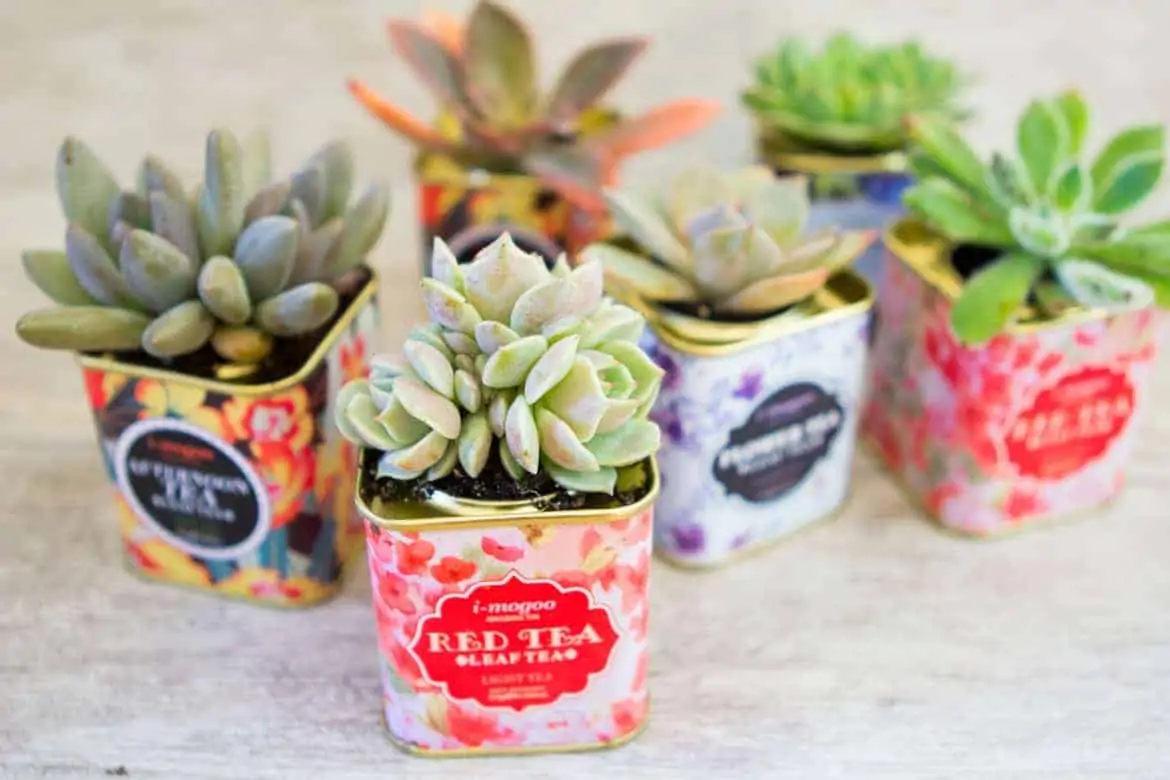 Indoor Succulent Projects