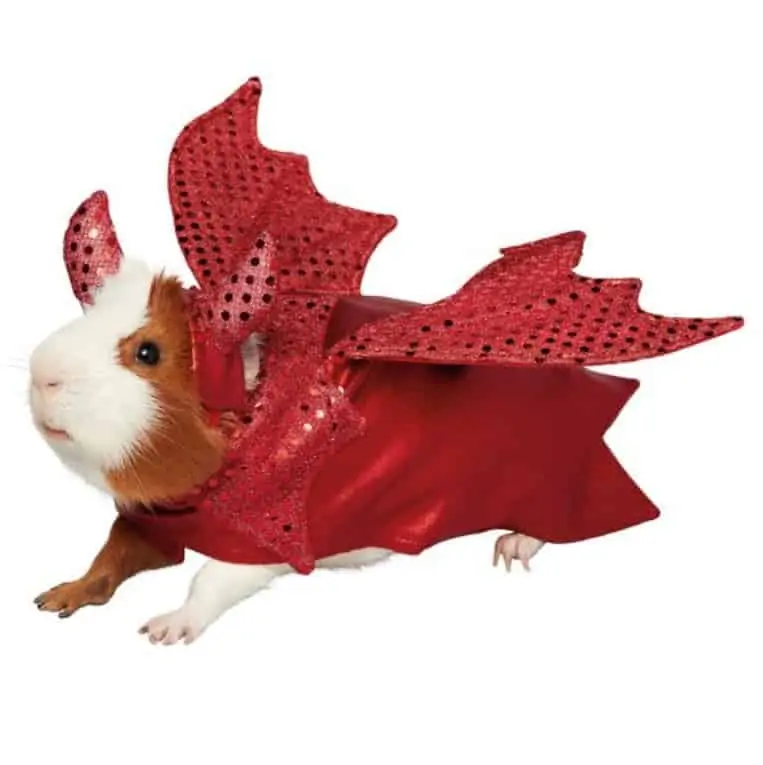 halloween costumes for pets