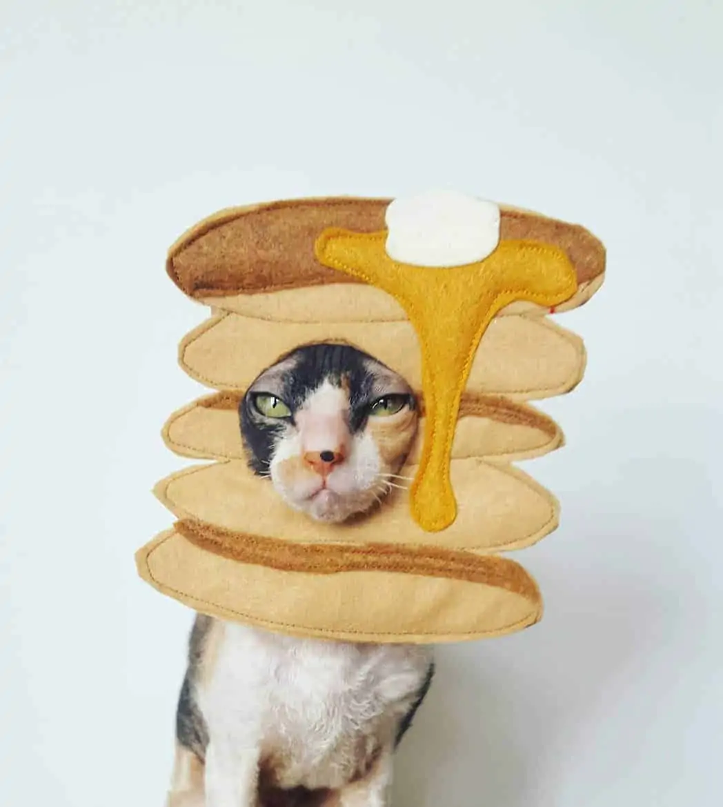 halloween costumes for pets