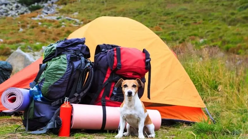 camping in NYC