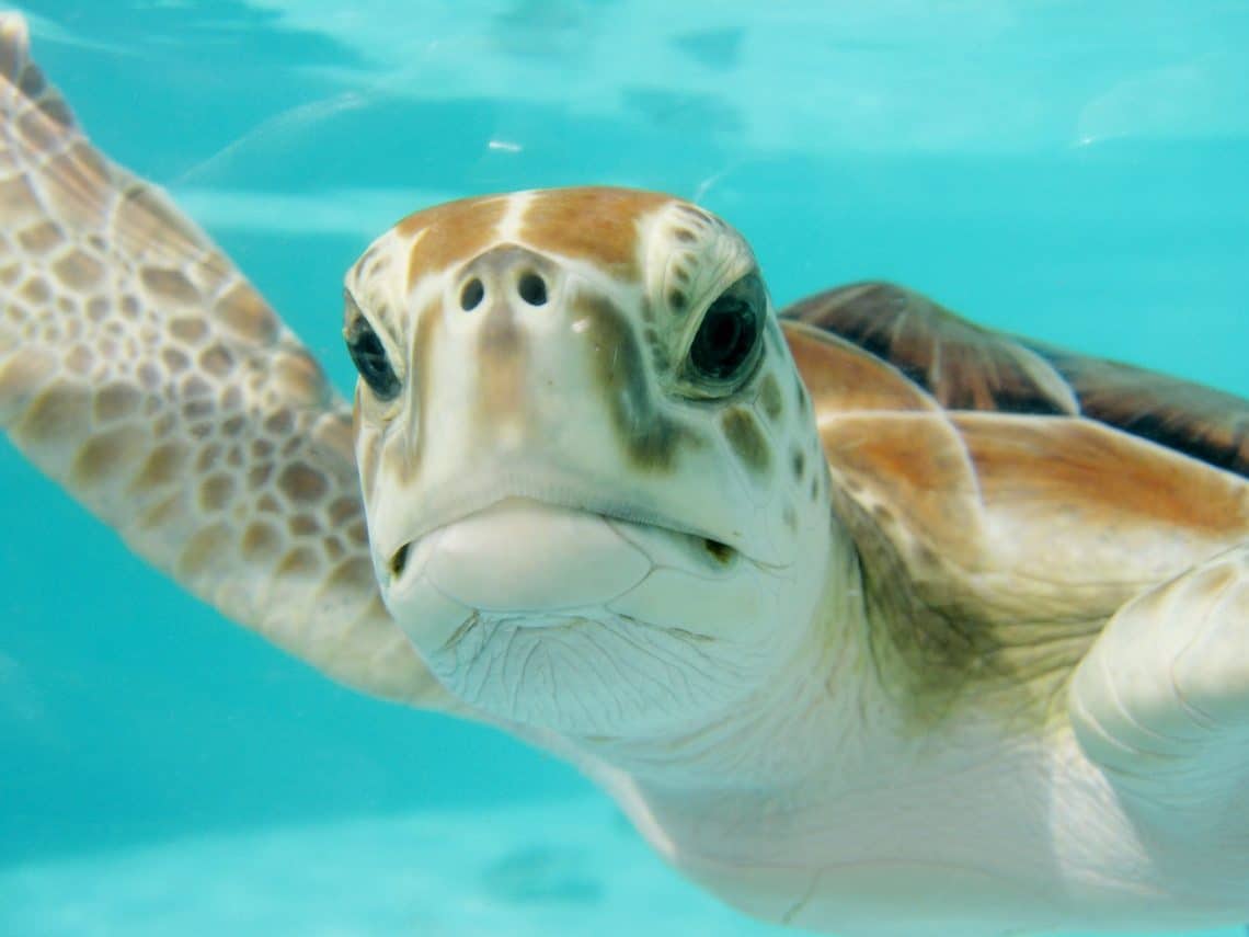 sea turtle conservancy