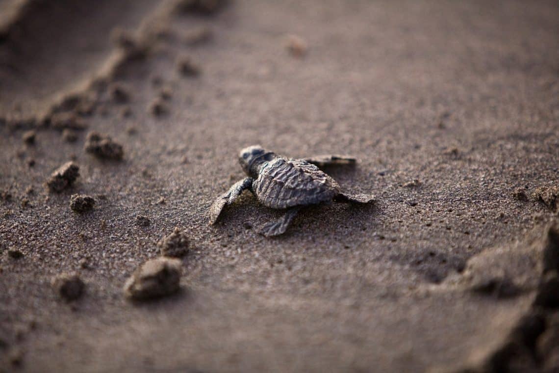 baby sea turtle on the beach