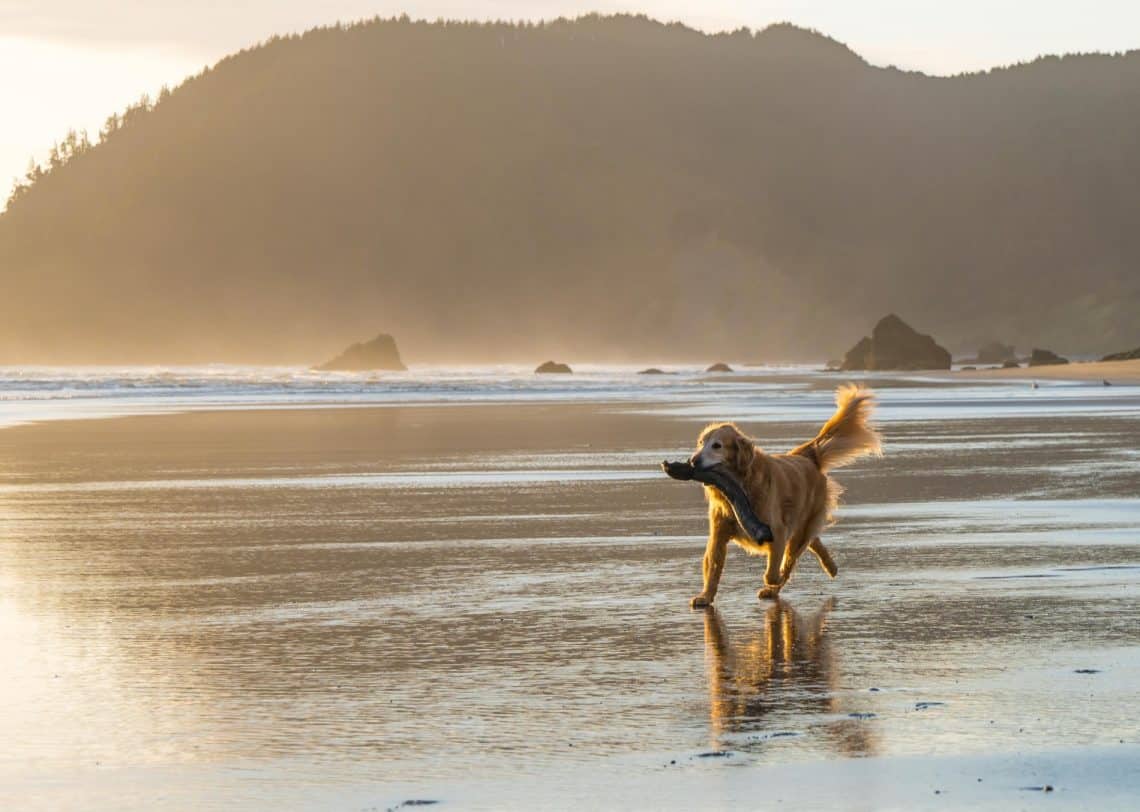 dog running on beach in mendocino california