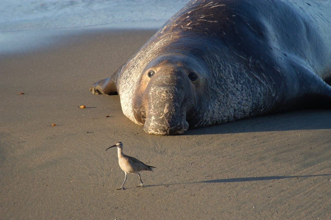 elephant seal