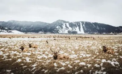 national elk refuge jackson wyoming