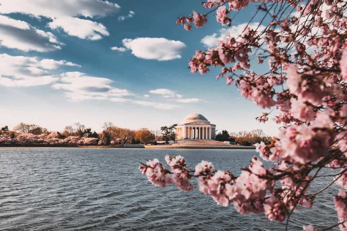 washington dc cherry blossoms