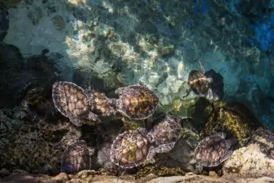 loggerhead turtles Zakynthos greece