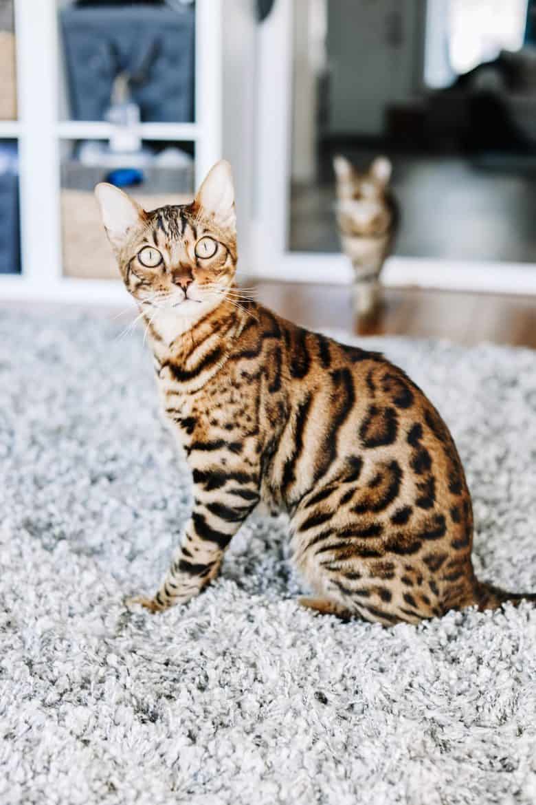 bengal cat indoor cats fleas prevention