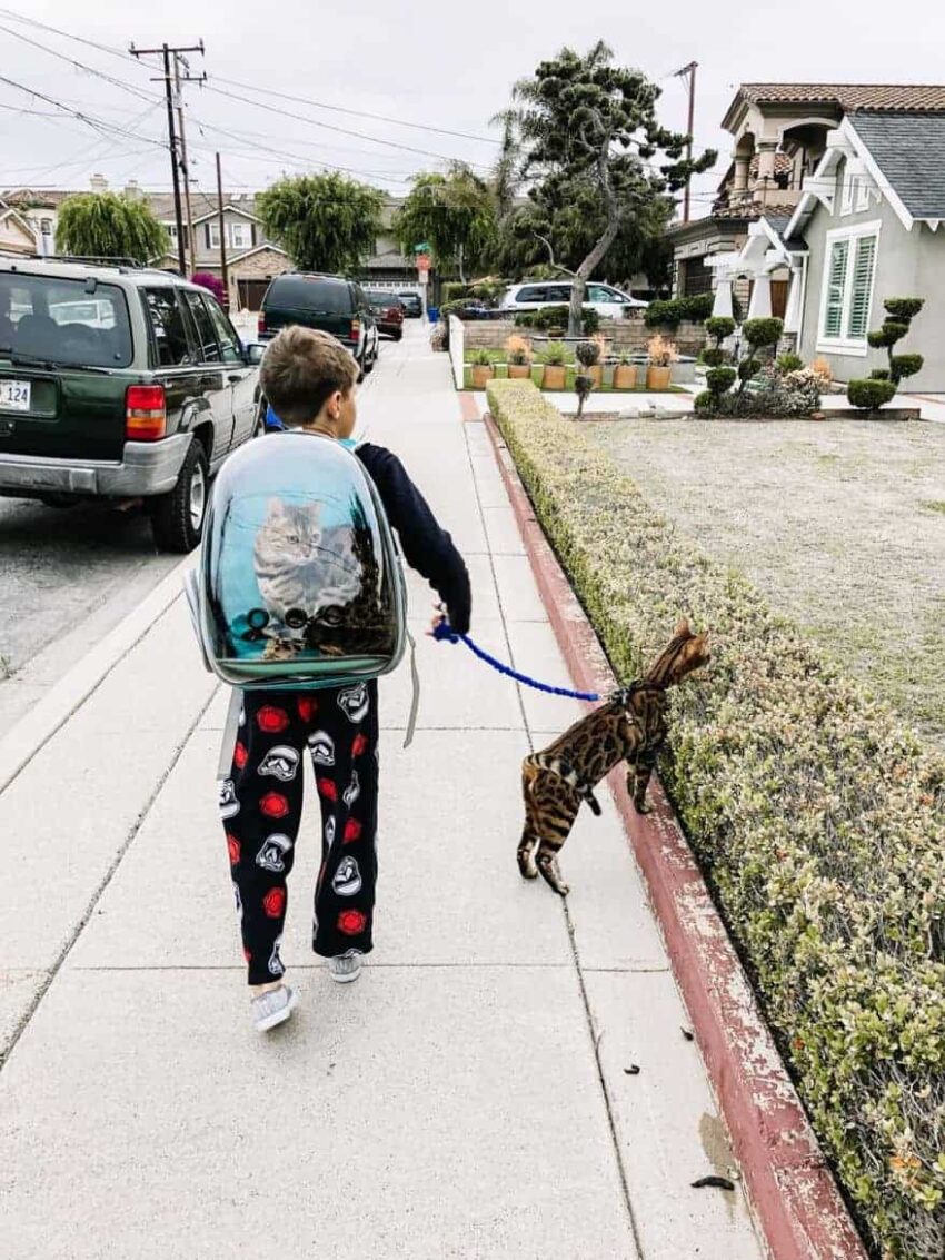 cat backpack bubble capsule