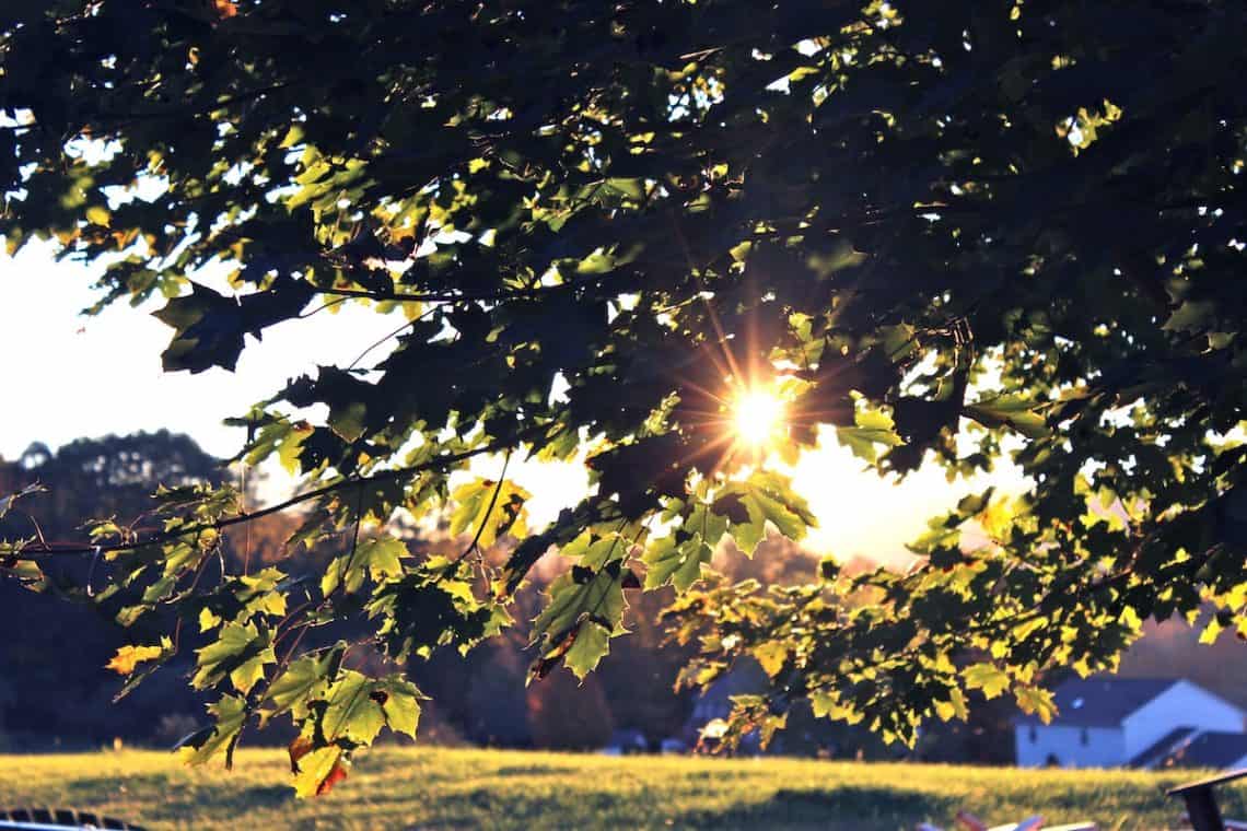 green leafed tree during daytime