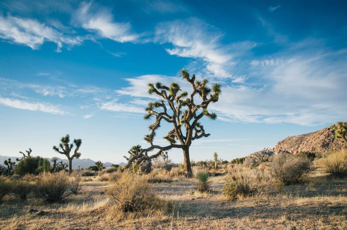 Joshua Tree Cactus Plant